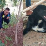 seekor-anjing-lumpuh-bernama-ping-pong