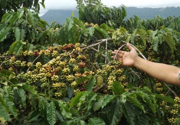 14 Jenis Komoditas Utama Perkebunan di Donggala