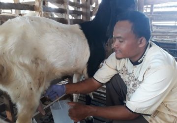 Ternyata Rasulullah SAW diriwayatkan suka minum Susu Kambing
