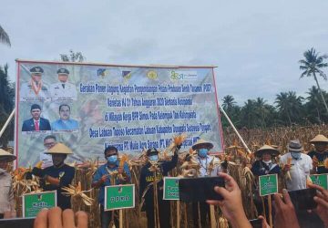 Bupati Bersama Kementan Panen Jagung di Lahan 50 Ha