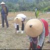 Peringati Supersemar, Kadin Donggala Lakukan Penanaman Jagung