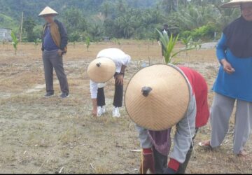 Peringati Supersemar, Kadin Donggala Lakukan Penanaman Jagung