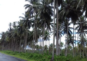 Donggala Kaya Kelapa, Minyak Goreng Langka