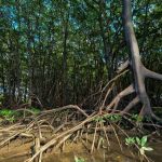 Mangrove